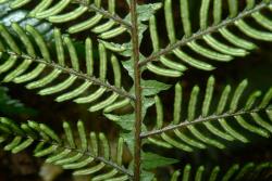 Blechnum fraseri. Abaxial surface of fertile frond showing immature sori protected by inrolled indusia arranged along the pinna segments either side of the costa.
 Image: L.R. Perrie © Leon Perrie CC BY-NC 3.0 NZ